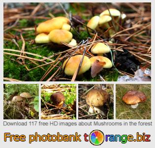 images free photo bank tOrange offers free photos from the section:  mushrooms-forest
