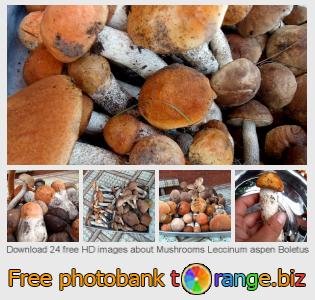 images free photo bank tOrange offers free photos from the section:  mushrooms-leccinum-aspen-boletus