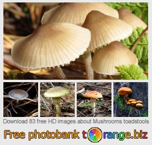 images free photo bank tOrange offers free photos from the section:  mushrooms-toadstools