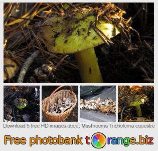 images free photo bank tOrange offers free photos from the section:  mushrooms-tricholoma-equestre