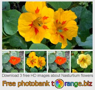 images free photo bank tOrange offers free photos from the section:  nasturtium-flowers