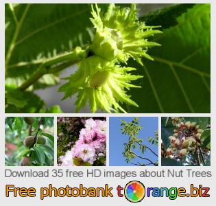 images free photo bank tOrange offers free photos from the section:  nut-trees