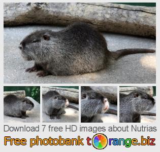 images free photo bank tOrange offers free photos from the section:  nutrias