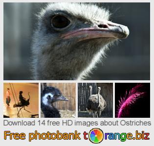 images free photo bank tOrange offers free photos from the section:  ostriches
