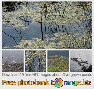 images free photo bank tOrange offers free photos from the section:  overgrown-ponds