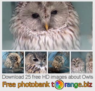images free photo bank tOrange offers free photos from the section:  owls