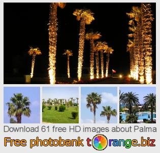 images free photo bank tOrange offers free photos from the section:  palma