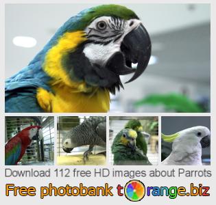 images free photo bank tOrange offers free photos from the section:  parrots