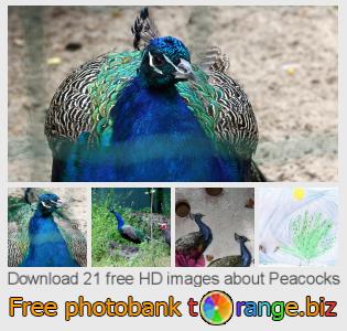 images free photo bank tOrange offers free photos from the section:  peacocks