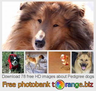 images free photo bank tOrange offers free photos from the section:  pedigree-dogs