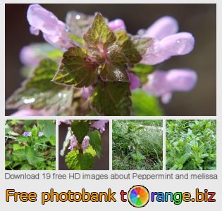 images free photo bank tOrange offers free photos from the section:  peppermint-melissa