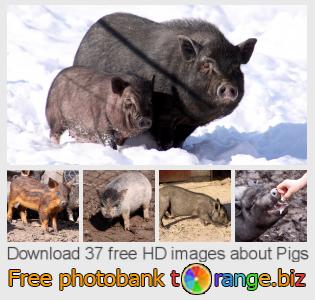 images free photo bank tOrange offers free photos from the section:  pigs