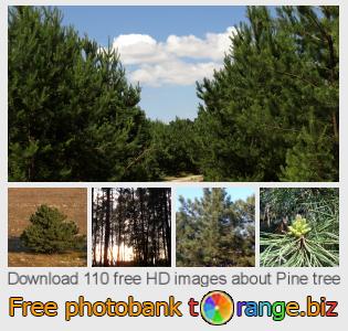 images free photo bank tOrange offers free photos from the section:  pine-tree