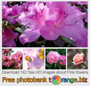 images free photo bank tOrange offers free photos from the section:  pink-flowers