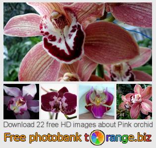 images free photo bank tOrange offers free photos from the section:  pink-orchid