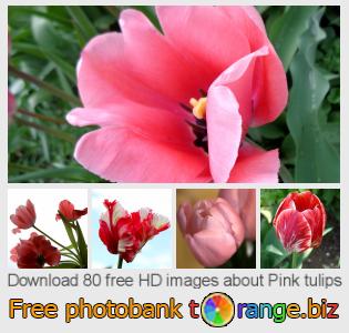 images free photo bank tOrange offers free photos from the section:  pink-tulips