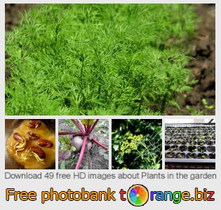 images free photo bank tOrange offers free photos from the section:  plants-garden