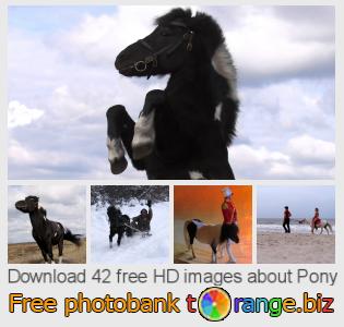 images free photo bank tOrange offers free photos from the section:  pony