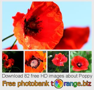 images free photo bank tOrange offers free photos from the section:  poppy