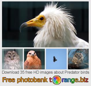 images free photo bank tOrange offers free photos from the section:  predator-birds