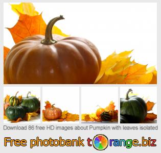 images free photo bank tOrange offers free photos from the section:  pumpkin-leaves-isolated