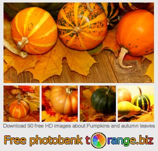 images free photo bank tOrange offers free photos from the section:  pumpkins-autumn-leaves