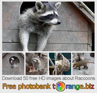images free photo bank tOrange offers free photos from the section:  raccoons