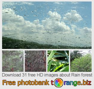 images free photo bank tOrange offers free photos from the section:  rain-forest