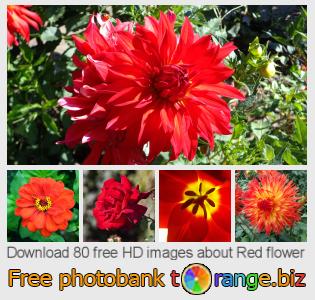 images free photo bank tOrange offers free photos from the section:  red-flower