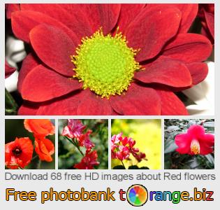 images free photo bank tOrange offers free photos from the section:  red-flowers