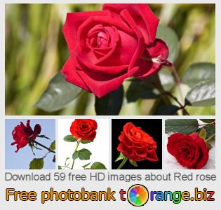 images free photo bank tOrange offers free photos from the section:  red-rose