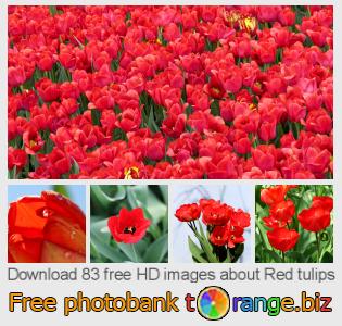 images free photo bank tOrange offers free photos from the section:  red-tulips