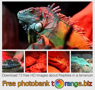 images free photo bank tOrange offers free photos from the section:  reptiles-terrarium
