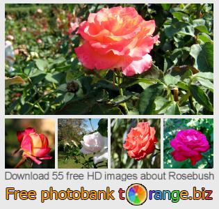 images free photo bank tOrange offers free photos from the section:  rosebush