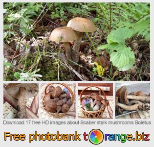 images free photo bank tOrange offers free photos from the section:  scaber-stalk-mushrooms-boletus