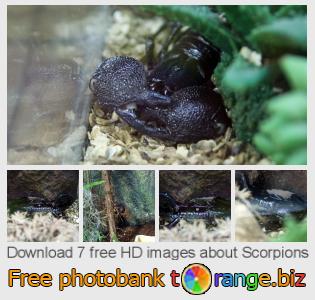 images free photo bank tOrange offers free photos from the section:  scorpions