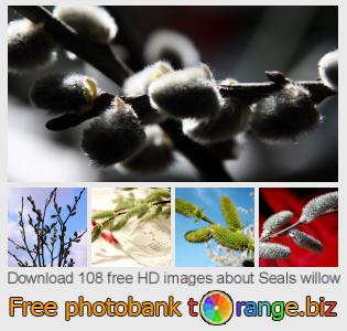 images free photo bank tOrange offers free photos from the section:  seals-willow