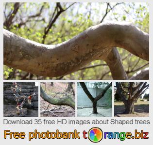 images free photo bank tOrange offers free photos from the section:  shaped-trees
