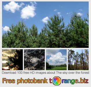 images free photo bank tOrange offers free photos from the section:  sky-over-forest