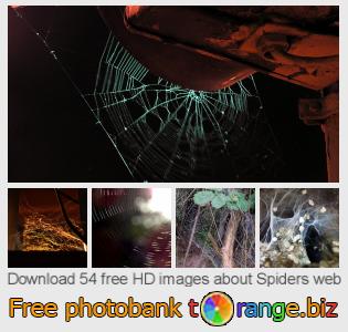 images free photo bank tOrange offers free photos from the section:  spiders-web