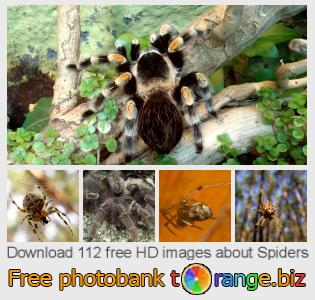 images free photo bank tOrange offers free photos from the section:  spiders