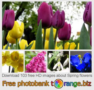 images free photo bank tOrange offers free photos from the section:  spring-flowers