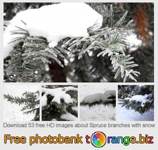 images free photo bank tOrange offers free photos from the section:  spruce-branches-snow