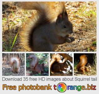 images free photo bank tOrange offers free photos from the section:  squirrel-tail