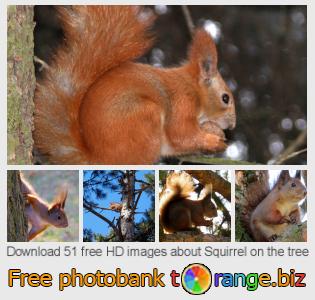 images free photo bank tOrange offers free photos from the section:  squirrel-tree