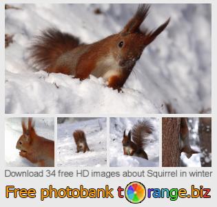 images free photo bank tOrange offers free photos from the section:  squirrel-winter