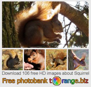 images free photo bank tOrange offers free photos from the section:  squirrel