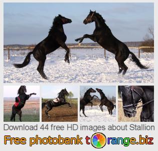images free photo bank tOrange offers free photos from the section:  stallion