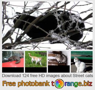 images free photo bank tOrange offers free photos from the section:  street-cats
