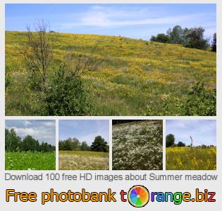 images free photo bank tOrange offers free photos from the section:  summer-meadow